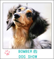 BOMBER�I�h�b�O�V���E