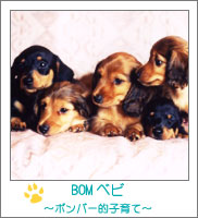 �{���x�r�̏Љ�